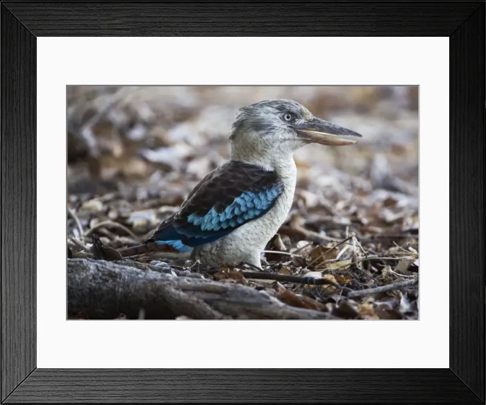 Framed Print : Blue-winged Kookaburra At Bathurst Head, Cape York, Queensland, Australia Framed Print : Blue-winged Kookaburra At Bathurst Head, Cape York, Queensland, Australia