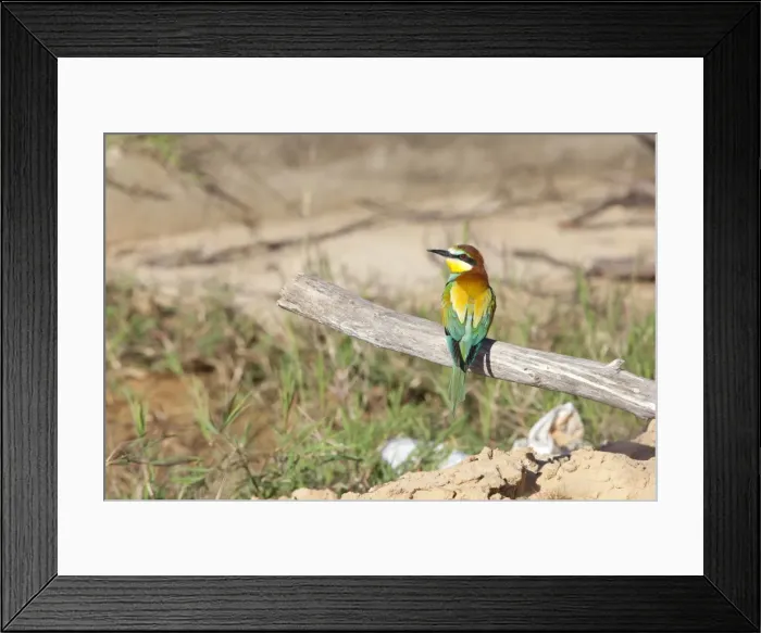 Framed Print : European Bee-eater - adult perching on a branch - Southern Spain Framed Print : European Bee-eater - adult perching on a branch - Southern Spain