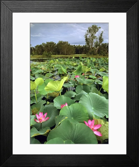 Framed Print : Yellow Water, paperbark swamp with Lotus lilies (Nelumbo nucifera) Kakadu National Park (World Heritage Area), Northern Territory, Australia JPF50989 Framed Print : Yellow Water, paperbark swamp with Lotus lilies (Nelumbo nucifera) Kakadu National Park (World Heritage Area), Northern Territory, Australia JPF50989