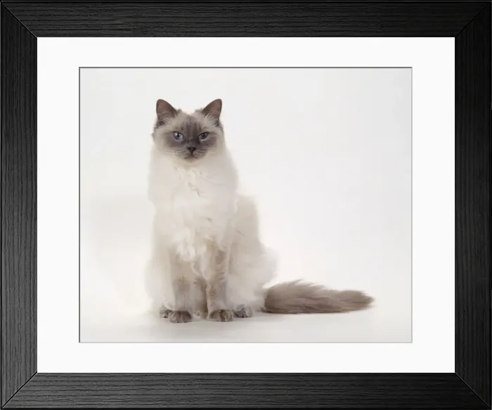 Framed Print : Cat JD 14789 Ragdoll - Blue Colour Point © John Daniels / ARDEA LONDON Framed Print : Cat JD 14789 Ragdoll - Blue Colour Point © John Daniels / ARDEA LONDON