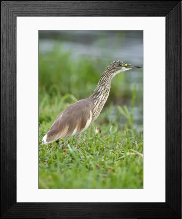 Framed Print : Squacco Heron - on bank of river - Chobe River - Botswana Framed Print : Squacco Heron - on bank of river - Chobe River - Botswana