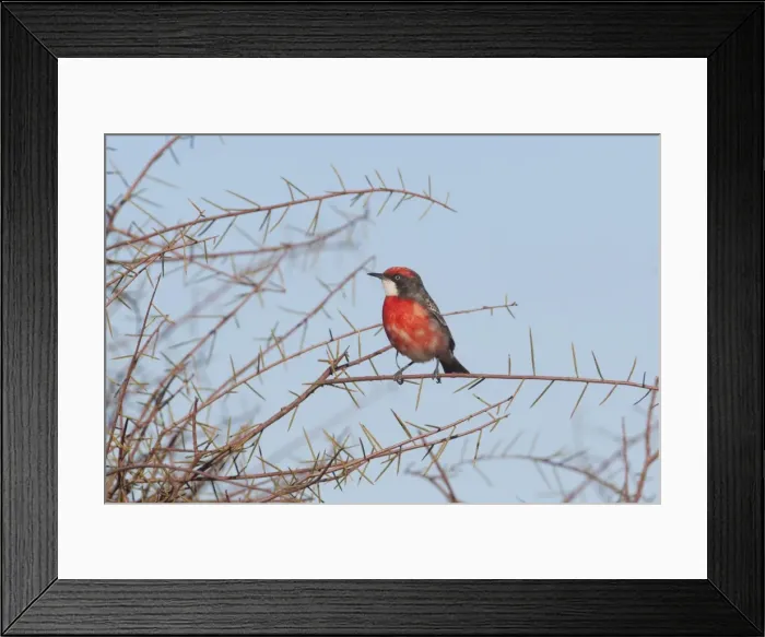 Framed Print : Crimson Chat A male near Imanpa Aboriginal Community, Northern Territory, Australia Framed Print : Crimson Chat A male near Imanpa Aboriginal Community, Northern Territory, Australia