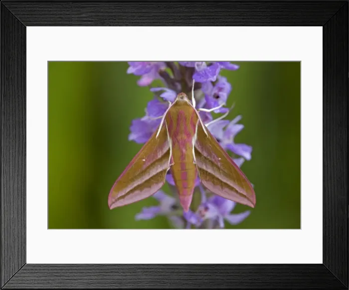 Framed Print : Elephant Hawkmoth - Cornwall - UK Framed Print : Elephant Hawkmoth - Cornwall - UK