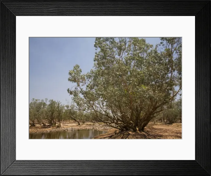 Framed Print : The Hann River with a Silver Melaleuca / Paperbark. Near the Tablelands Road, Mt House, Kimberley, Western Australia Framed Print : The Hann River with a Silver Melaleuca / Paperbark. Near the Tablelands Road, Mt House, Kimberley, Western Australia
