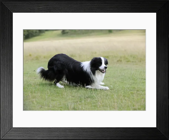 Framed Print : Dog. Border Collie playing on grass Framed Print : Dog. Border Collie playing on grass