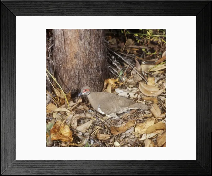 Framed Print : Partridge Pigeon - stood over nest, egg visible Framed Print : Partridge Pigeon - stood over nest, egg visible