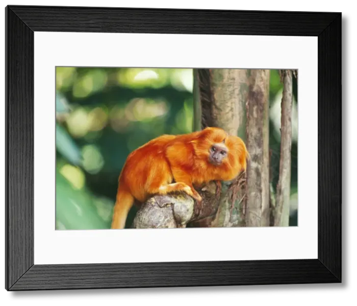 Framed Print : Golden Lion Tamarin - Brazil Framed Print : Golden Lion Tamarin - Brazil