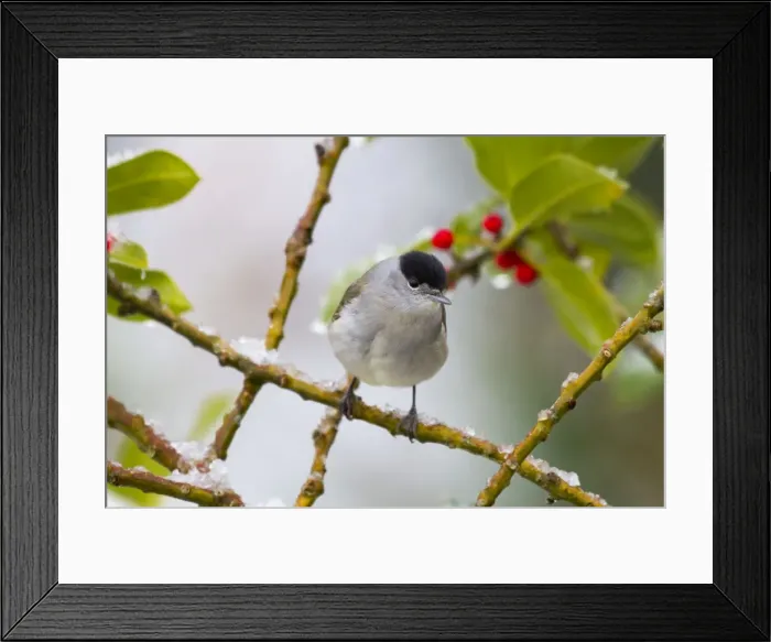 Framed Print : Blackcap - male - on holly - winter - Cornwall - UK Framed Print : Blackcap - male - on holly - winter - Cornwall - UK