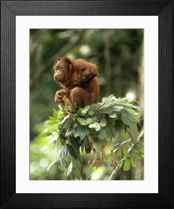 Framed Print : Orang-utan - in tree-top - Sabah - Borneo Framed Print : Orang-utan - in tree-top - Sabah - Borneo