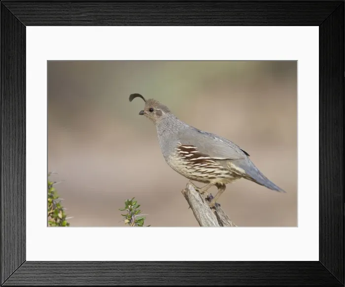 Framed Print : Gambel's Quail - adult male - March - Southeast Arizona - March - USA Framed Print : Gambel's Quail - adult male - March - Southeast Arizona - March - USA