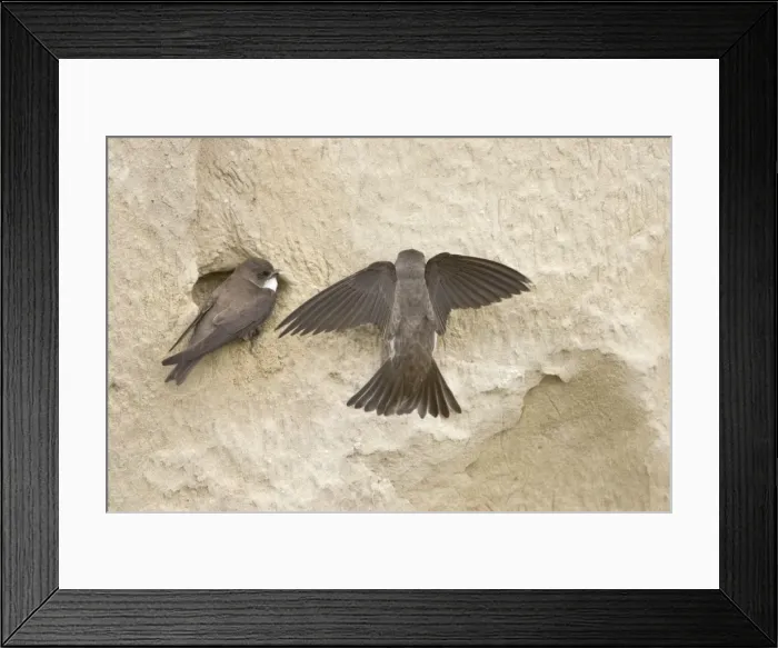Framed Print : Sand Martin - making first attempt at digging nest hole Riparia riparia Hungary BI19853 Framed Print : Sand Martin - making first attempt at digging nest hole Riparia riparia Hungary BI19853