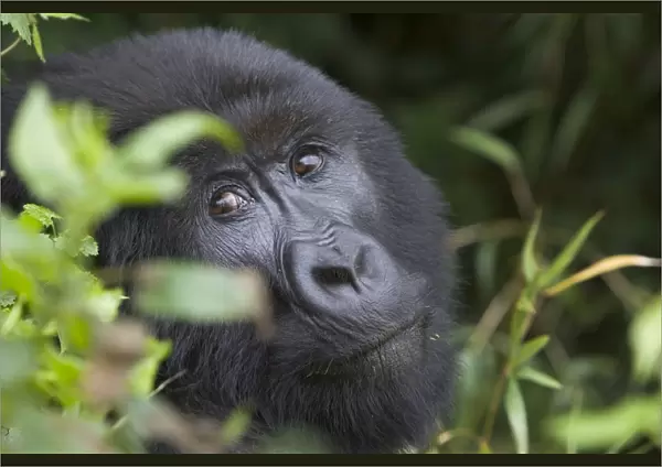 Mountain Gorilla. Virunga Volcanoes National Park - Rwanda. Endangered Species