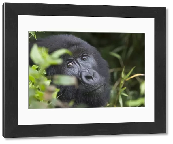Mountain Gorilla. Virunga Volcanoes National Park - Rwanda. Endangered Species