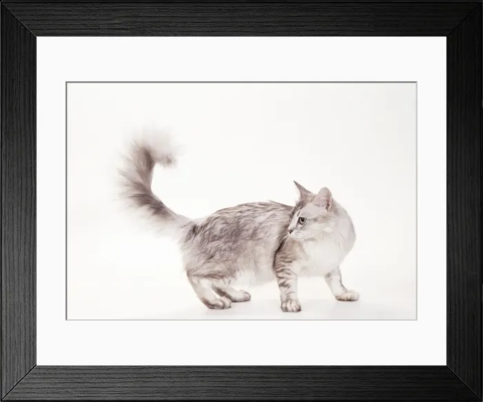 Framed Print : Cat JD 14807 Tiffanie - Brown Shaded Silver © John Daniels / ARDEA LONDON Framed Print : Cat JD 14807 Tiffanie - Brown Shaded Silver © John Daniels / ARDEA LONDON