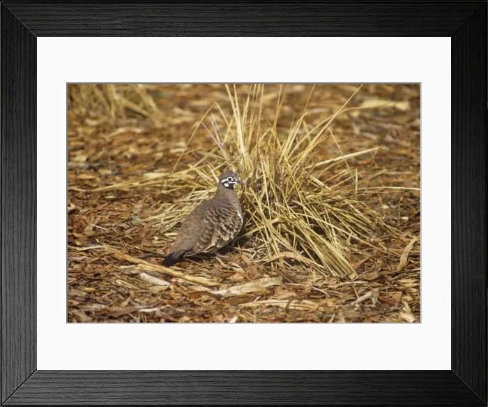 Framed Print : Squatter Pigeon - New South Wales to Cape York Australia Framed Print : Squatter Pigeon - New South Wales to Cape York Australia