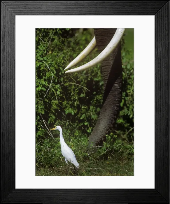 Framed Print : Cattle Egret - following Elephant - Amboseli National Park Framed Print : Cattle Egret - following Elephant - Amboseli National Park