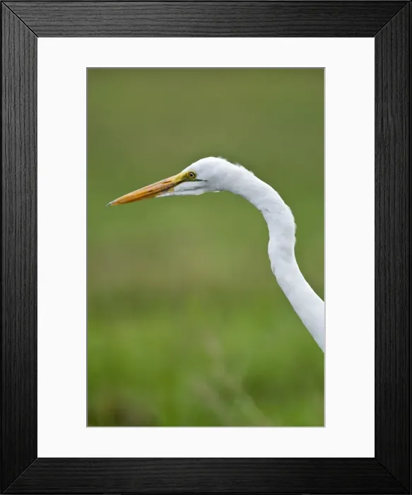 Framed Print : Great White Egret - close up of head and neck - Okavango River - Botswana Framed Print : Great White Egret - close up of head and neck - Okavango River - Botswana