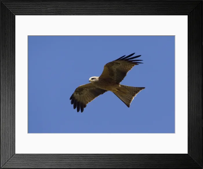 Framed Print : Black Kite - in flight - in open country 50km north of Ti Tree - Northern Territory - Australia Framed Print : Black Kite - in flight - in open country 50km north of Ti Tree - Northern Territory - Australia
