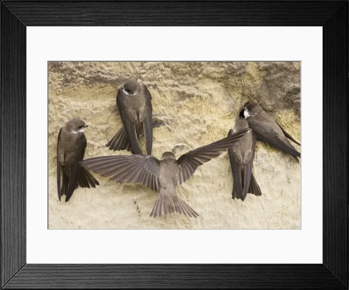 Framed Print : Sand Martin - group starting to excavate nest hole in sand bank Riparia riparia Hungary BI19834 Framed Print : Sand Martin - group starting to excavate nest hole in sand bank Riparia riparia Hungary BI19834