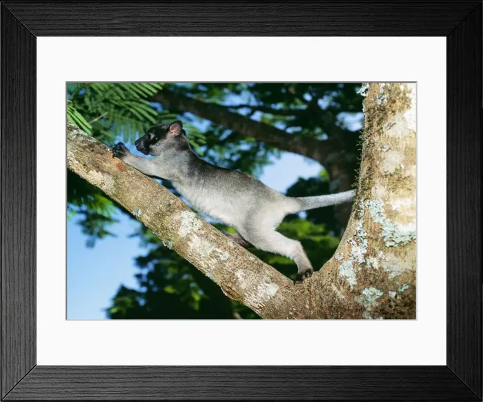 Framed Print : Tree Kangaroo HB 3447 Young male, North Queensland Australia Dendrolaqus lumholtzi © Hans & Judy Beste  /  ARDEA LONDON