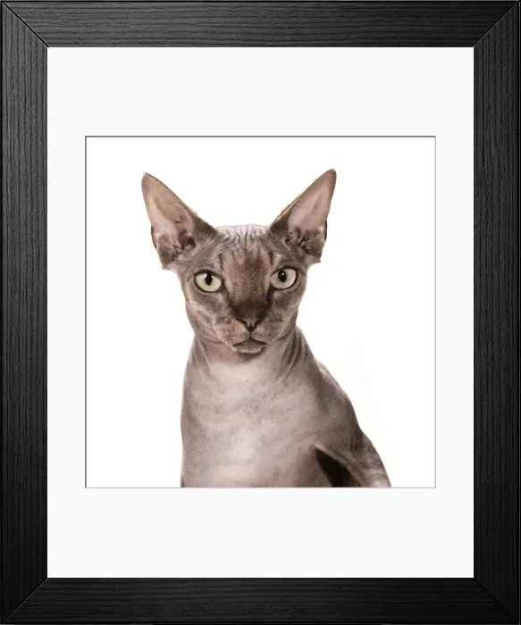Framed Print : Cat JD 14804 Sphynx - Brown Tabby © John Daniels / ARDEA LONDON Framed Print : Cat JD 14804 Sphynx - Brown Tabby © John Daniels / ARDEA LONDON