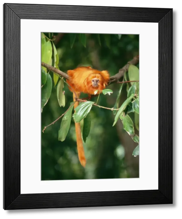 Framed Print : Golden Lion Tamarin - Brazil Framed Print : Golden Lion Tamarin - Brazil