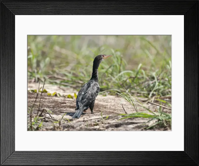 Framed Print : Reed Cormorant - standing on bank - Okavango River - Botswana Framed Print : Reed Cormorant - standing on bank - Okavango River - Botswana