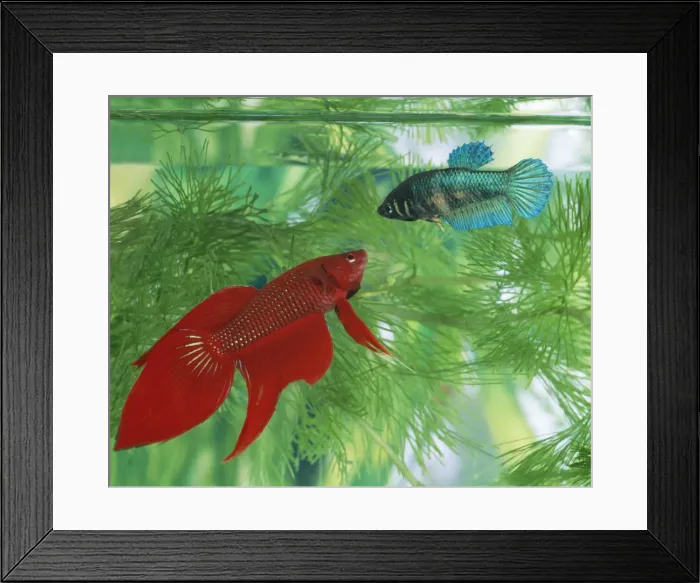 Framed Print : Siamese Fighting Fish - pair, male (red) & female (blue) Framed Print : Siamese Fighting Fish - pair, male (red) & female (blue)