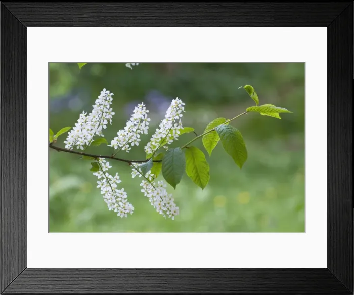 Framed Print : Bird Cherry - close up of flowers and leaves - Lincolnshire - UK Framed Print : Bird Cherry - close up of flowers and leaves - Lincolnshire - UK