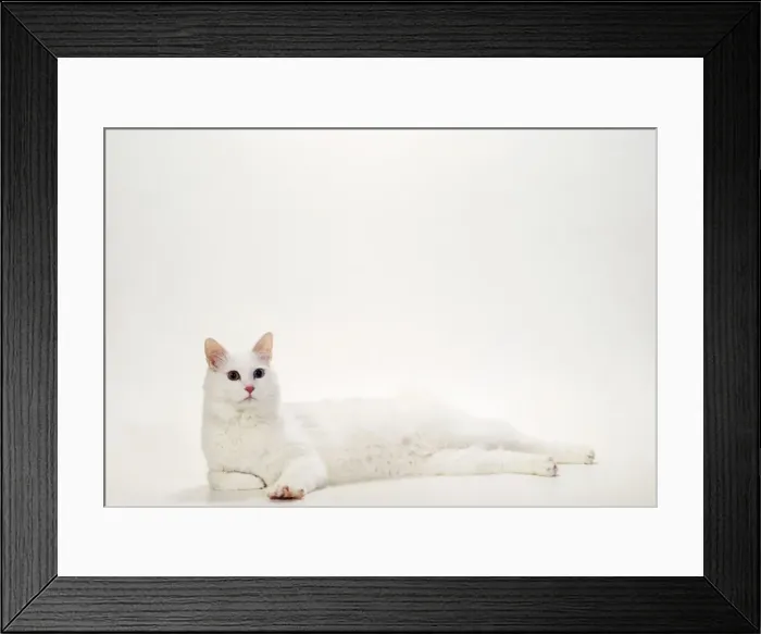 Framed Print : Cat JD 14822 Turkish Van, White Odd - Eyed © John Daniels / ARDEA LONDON Framed Print : Cat JD 14822 Turkish Van, White Odd - Eyed © John Daniels / ARDEA LONDON