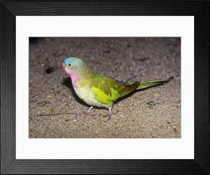 Framed Print : Princess Parrot Framed Print : Princess Parrot