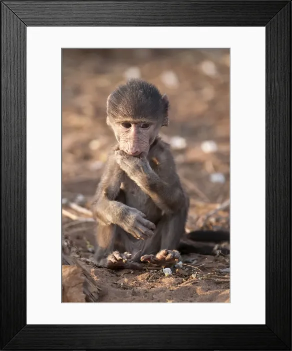 Framed Print : Chacma Baboon - baby sitting with hand in mouth - Chobe River - Botswana Framed Print : Chacma Baboon - baby sitting with hand in mouth - Chobe River - Botswana