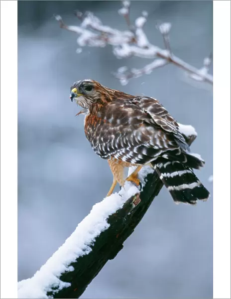 Red-shouldered Hawk - Adult. Hamden, Connecticut, USA