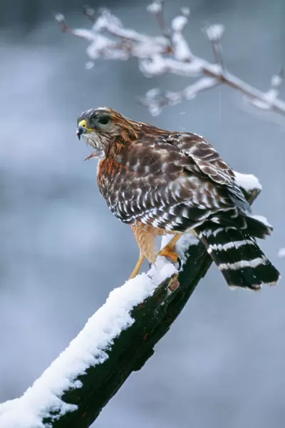 Red-shouldered Hawk - Adult. Hamden, Connecticut, USA