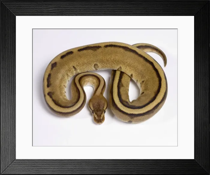 Framed Print : Royal / Ball Python - Pastel “Stripe” mutation - Africa Framed Print : Royal / Ball Python - Pastel “Stripe” mutation - Africa