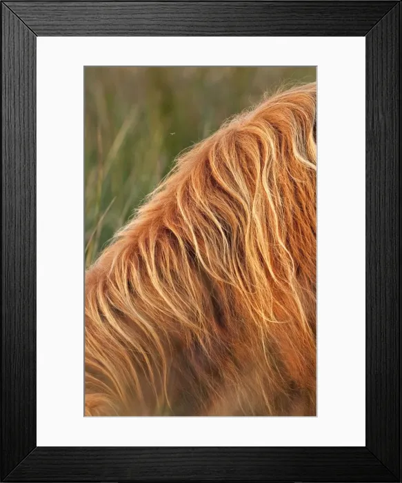 Framed Print : Highland Cattle - close-up of hairy coat - Norfolk grazing marsh - UK Framed Print : Highland Cattle - close-up of hairy coat - Norfolk grazing marsh - UK