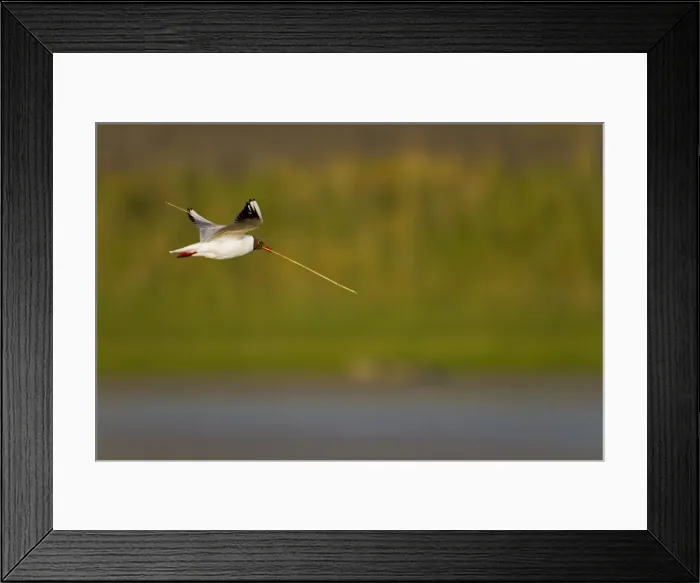 Framed Print : Black Headed Gull - in flight - Texel - Netherlands Framed Print : Black Headed Gull - in flight - Texel - Netherlands