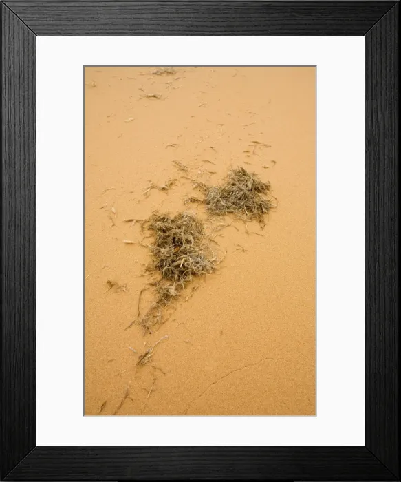 Framed Print : Wind Blown Detritus This plant matter forms the very basis of the food chain in the Namib Desert Near Swakopmund, Namibia, Africa Framed Print : Wind Blown Detritus This plant matter forms the very basis of the food chain in the Namib Desert Near Swakopmund, Namibia, Africa