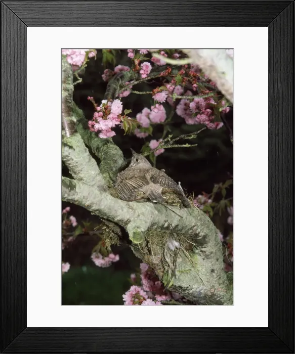 Framed Print : Mistle Thrush - sheltering nest and eggs from heavy rain Framed Print : Mistle Thrush - sheltering nest and eggs from heavy rain