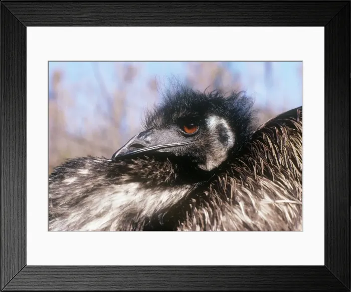 Framed Print : Emu - sitting on eggs Framed Print : Emu - sitting on eggs