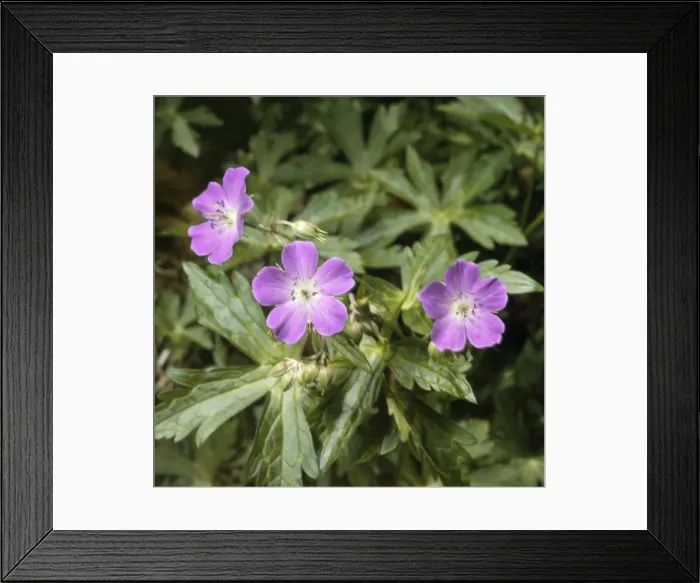 Framed Print : Wild Geramium Framed Print : Wild Geramium