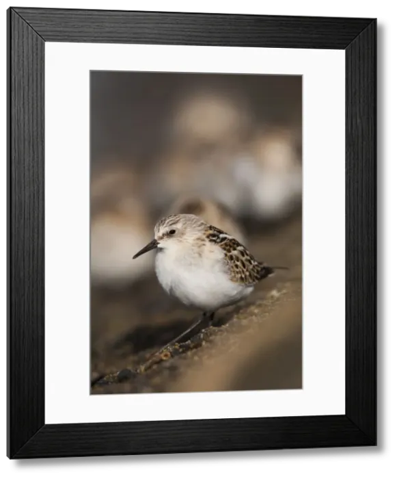 Framed Print : Little Stint - on the shore Framed Print : Little Stint - on the shore