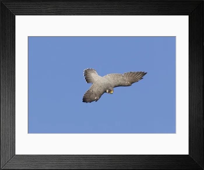 Framed Print : Peregrine Falcon - adult in flight - during fall migration - Connecticut in October - USA Framed Print : Peregrine Falcon - adult in flight - during fall migration - Connecticut in October - USA