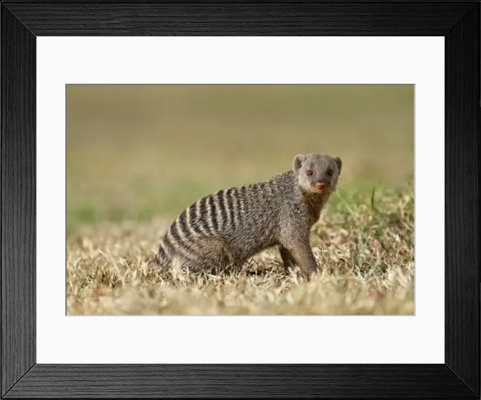 Framed Print : Banded Mongoose - profile close up - Okavango River - Botswana Framed Print : Banded Mongoose - profile close up - Okavango River - Botswana