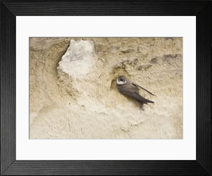 Framed Print : Sand Martin - on sand bank breeding site Riparia riparia Hungary BI19787 Framed Print : Sand Martin - on sand bank breeding site Riparia riparia Hungary BI19787