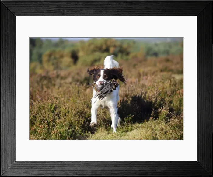 Framed Print : DOG. English springer spaniel running through heather carrying grouse Framed Print : DOG. English springer spaniel running through heather carrying grouse