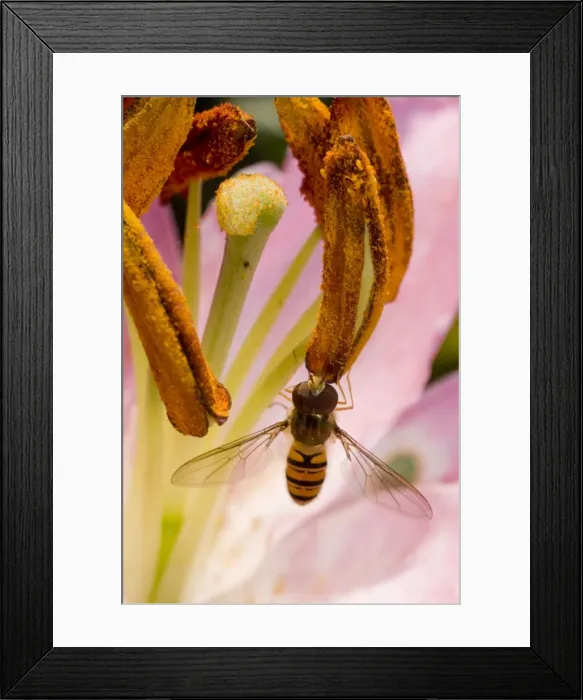 Framed Print : Marmalade Hoverfly - feeding on lily flower Framed Print : Marmalade Hoverfly - feeding on lily flower