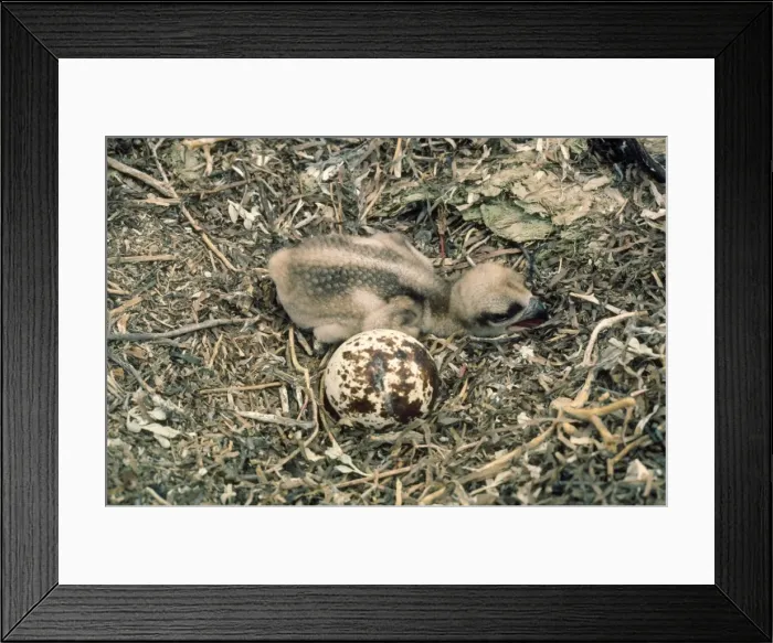 Framed Print : Osprey - younf in nest Framed Print : Osprey - younf in nest