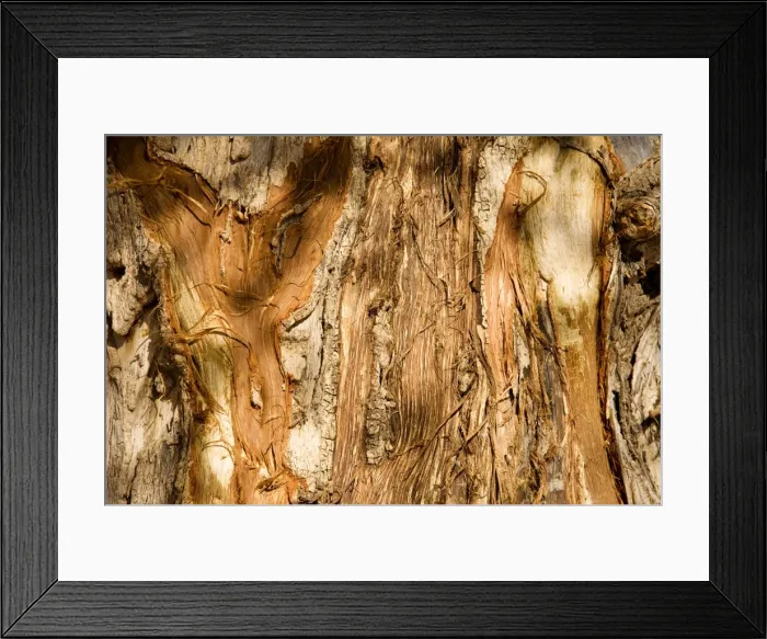 Framed Print : Tree Bark damaged by African Elephants rubbing their tusks up against the tree - Abahuab River - Damaraland - Western Namibia - Africa Framed Print : Tree Bark damaged by African Elephants rubbing their tusks up against the tree - Abahuab River - Damaraland - Western Namibia - Africa