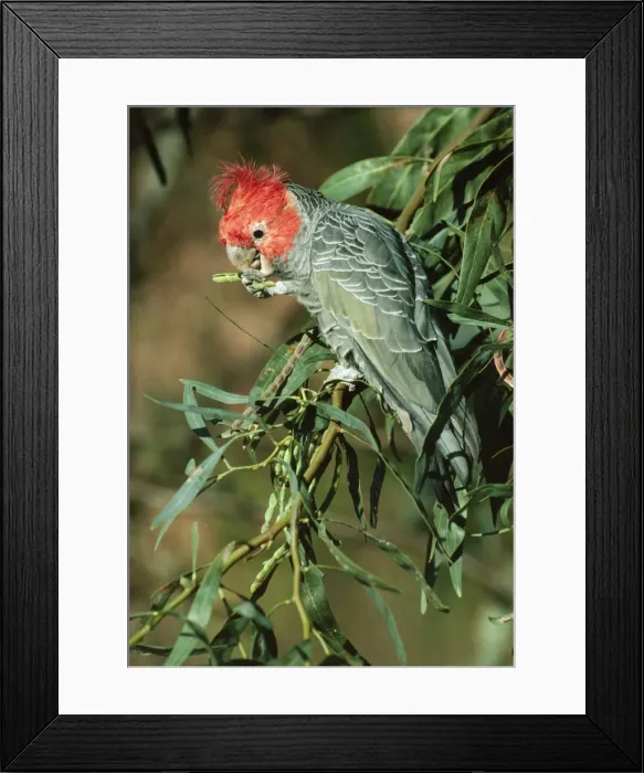 Framed Print : Gang Gang Cockatoo - Australian high country & South east Coast Framed Print : Gang Gang Cockatoo - Australian high country & South east Coast